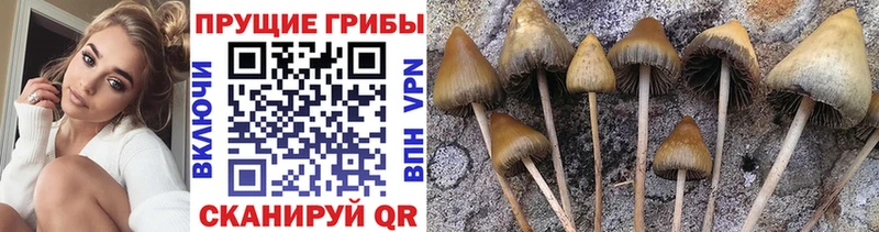 Галлюциногенные грибы мицелий  наркотики  Острогожск 